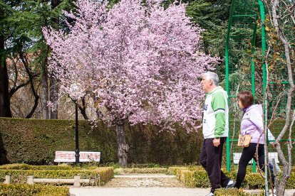 El polen de las gramíneas afecta en  primavera. MARIO TEJEDOR