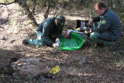 Dos técnicos recogiendo buitres envenenados en Chaorna. / JUNTA DE CASTILLA Y LEÓN-