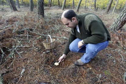 Varios pueblos seteros de Pinares se agruparán para explotar el recurso micológico-HDS