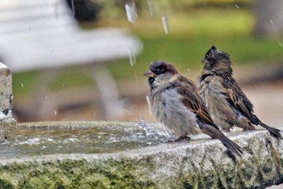 Gorriones en una fuente de Soria-V. GUISANDE