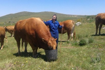 La joven ganadera, Lucía López, cuidando a su vacas en la localidad segoviana de Villacastín. - EL MUNDO-- EL MUNDO