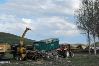 Labores de recogida de los chopos plantados en el proyecto de investigación.-SORIACTIVA