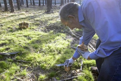 Un recolector agachado en un monte soriano.-HDS