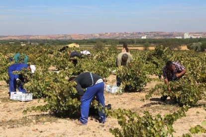 Vendimia en la bodega de la DO Toro 'Dominio del Bendito'. En la imagen jornaleros vendimian, al fondo la localidad de Toro (Zamora).-Eduardo Margareto / ICAL