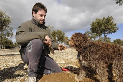 Un momento del concurso celebrado hoy en Abejar. / VALENTÍN GUISANDE-