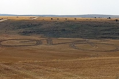 Barcones recibirá a la Vuelta con unas bicicletas gigantes diseñadas en las fichas de cultivo. HDS