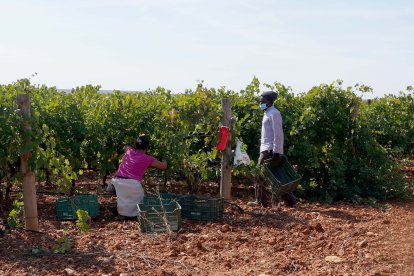 Vendimia en una explotación de Castilla y León.-ICAL