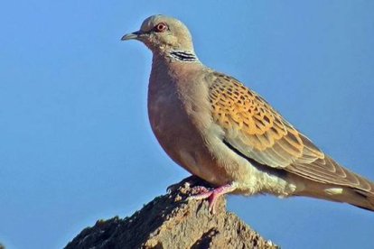 Ejemplar de tórtola europea, elegida Ave del Año en España por la asociación SEO-Birdlife.-FERNANDO GUERRERO / SEO