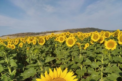 Girasoles. Almarail. Paco Las Heras Soto