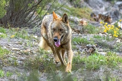 Un lobo nacido en el Centro del Lobo Ibérico de Castilla y León ubicado en Zamora, en una imagen de archivo. --ICAL