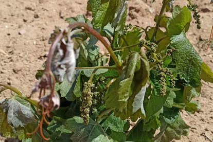 Las heladas han arrasado ya 5.500 hectáreas en Ribera del Duero