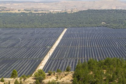 Plantación de manzanos en La Rasa. MARIO TEJEDOR