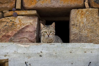 Gato callejero. MARIO TEJEDOR