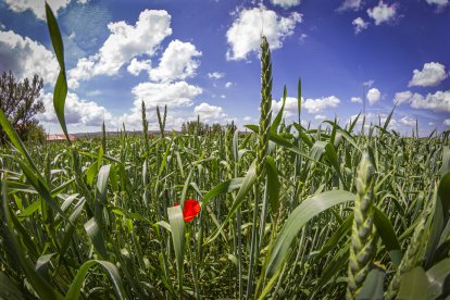 Campo de espelta en ecológico en Soria. MARIO TEJEDOR