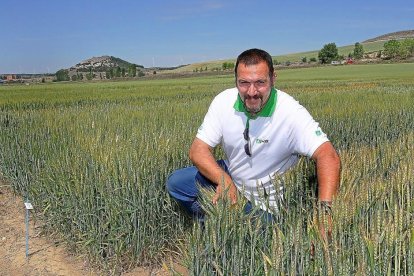 Manuel Calvo, de la Unidad de Agronomía de Itagra, en los campos de ensayo de la localidad palentina de Magaz de Pisuerga-Brágimo