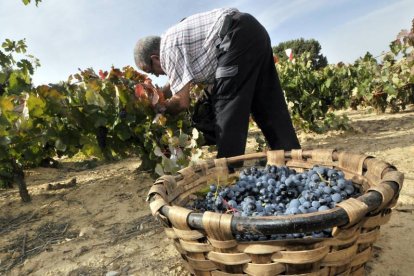 Recolección de la uva en la DO Ribera del Duero.-V. G.