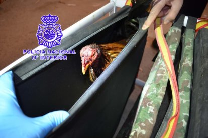 Uno de los gallos intervenidos en la pelea. ICAL