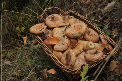 Nícalos en una cesta-V. GUISANDE