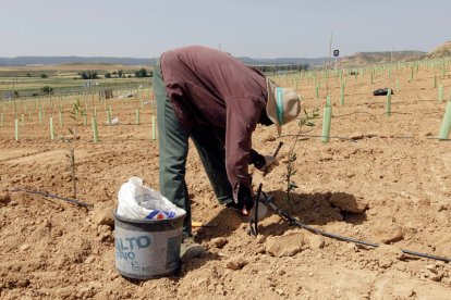 Un inmigrante trabajando en el campo. HDS