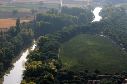 Viñedos y río Duero en la Ribera del Duero cerca de Pesquera de Duero (Valladolid).