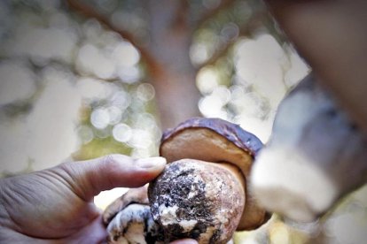 Ejemplares de boletus sorianos. MARIO TEJEDOR