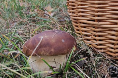 Uno de los escasos boletus que han salido este año en los montes de Soria. A. CARRILLO