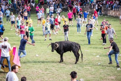 Uno de los novillos que hay en Valonsadero.-GONZALO MONTESEGURO