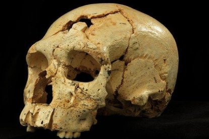 El cráneo, con dos orificios, de la víctima del primer asesinato documentado de la historia, hace 430.000 años, en Atapuerca.-SCIENTIFIC FILMS / JAVIER TRUEBA