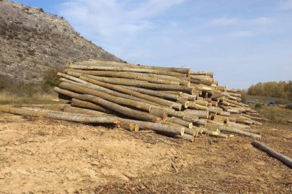 Troncos apilados tras la tala en la ribera del Abión.-CATHY DUNN DECKER