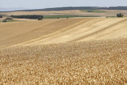 Imagen de un campo de cereal en la provincia.-HDS