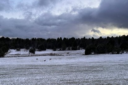 Tres corzos sobre la nieve entre Fuencaliente del Burgo y Santa María de las Hoyas este jueves.-HDS