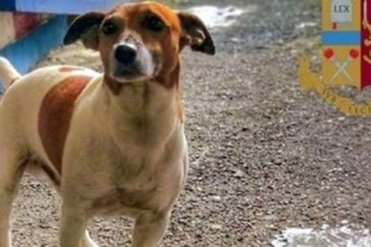 El perrito Pocho, la estrella de la brigada antidrogas de Nápoles.-POLIZIA