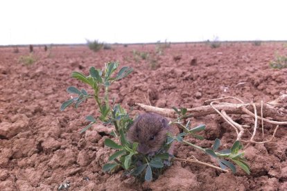 Topillo en una plantación.-ALFONSO PAZ