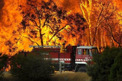 Al menos 480 millones de animales están siendo víctimas de esos devastadores incendios forestales.-EFE