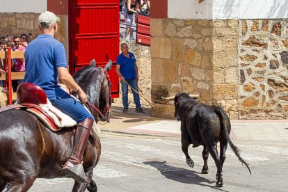 Entrada de un novillo en la plaza de toros. MARIO TEJEDOR