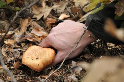 Recolección de un níscalo en bosque mixto.-HDS