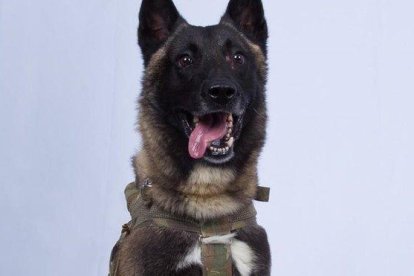 El perro que resultó herido en la operación militar estadounidense contra el líder del Estado Islámico, Abu Bakr Al Bagdadi, este domingo.-AP