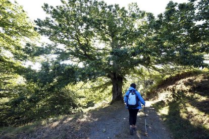 La ruta de los castaños de Hermisende tiene un recorrido circular de 8 kilómetros con principio y final en el corazón del pueblo zamorano. --JOSÉ LUIS CABRERO