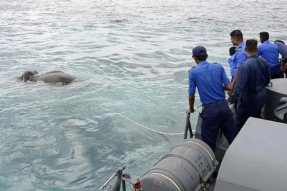 El elefante en medio del mar.-AFP