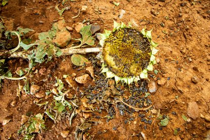 Daños en un campo de girasol esta campaña.-MARIO TEJEDOR