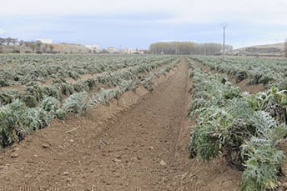 Plantación municipal de cardo rojo. / ÁLVARO MARTÍNEZ-