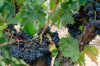 Uvas en una viña de la provincia.-HDS