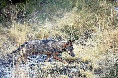 Imagen de un lobo en las inmediaciones leonesas del Parque Natural de Picos de Europa. HDS