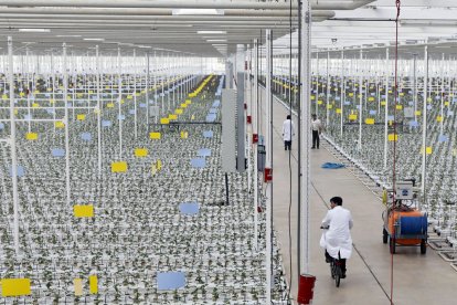 Instalaciones de Aleia Roses, donde ya no se producirán rosas por decisión de sus nuevos propietarios.
