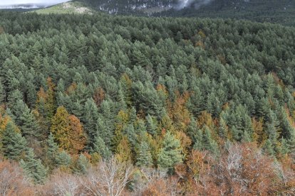 El segundo cinturón contra incendios del Cañón protegerá 200.000 pinos. VALENTÍN GUISANDE