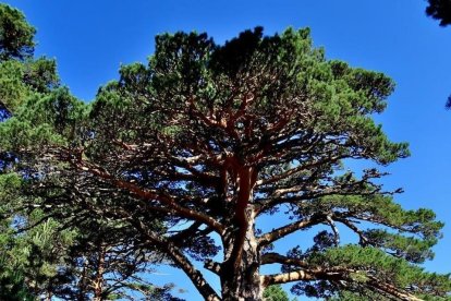 La Ruta de los Abuelos del Bosque cuenta con algunos de los mayores ejemplares de España como el Pino Rey de la imagen.-- VIDAL HERRERO