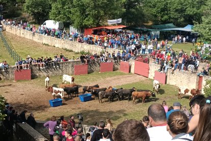 Los toros del Jueves La Saca para San Juan 2023 ya descansan en Valonsadero tras el Desencajonamiento. VERÓNICA REGLERO