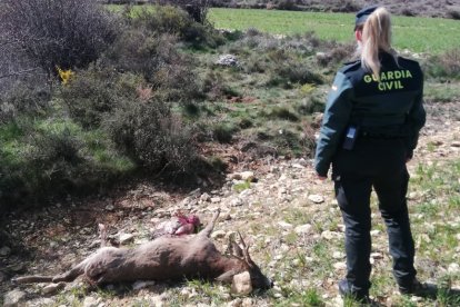 Una agente de la Guardia Civil junto a un corzo abatido. HDS