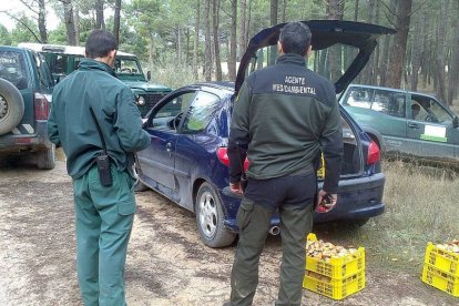 Decomiso de níscalos realizado en Quintana-Junta de Castilla y León