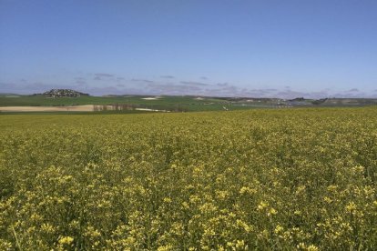 Campo de camelina en Castilla y León, un cultivo alternativo en la rotación que ofrece rentabilidad y ayudas de la PAC al agricultor.-E.M.